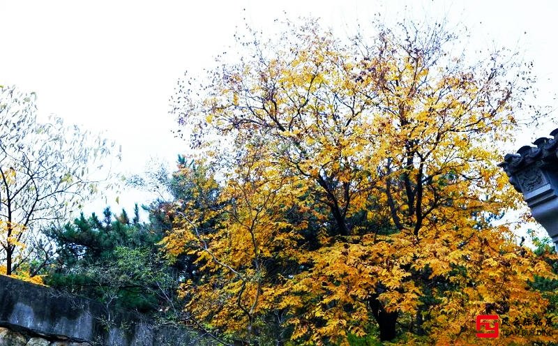 秋風(fēng)蕭瑟，層林盡染
